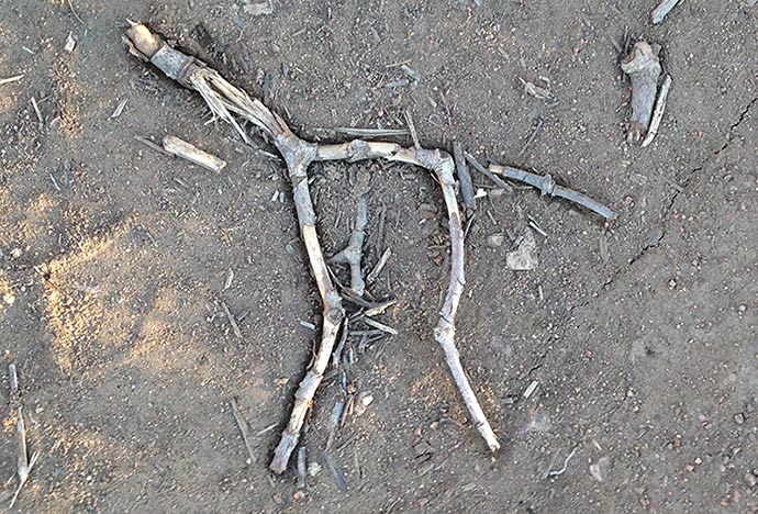 Robert Spellman photo of some crushed sticks on the ground that looks like a cave painting of a horse.