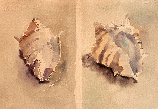 A watercolor of two murex shells