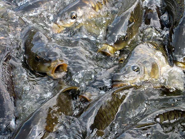 A Robert Spellman photograph of carp feeding in the lake of Tso Pema in the Himalaya foothills.