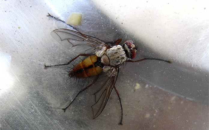 A Robert Spellman photograph of a stunned fly in a stainless steel bowl.