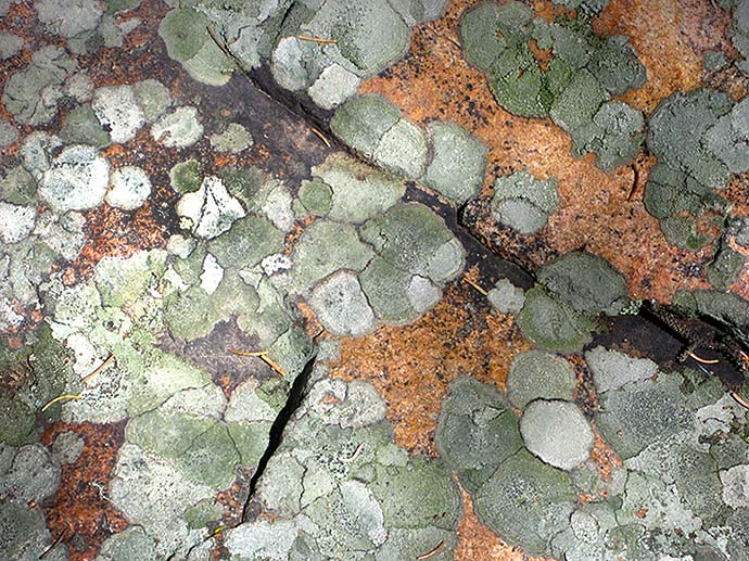 A Robert Spellman photograph of lichen on a granite boulder.