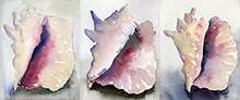 robert spellman watercolor triptych of conch shells