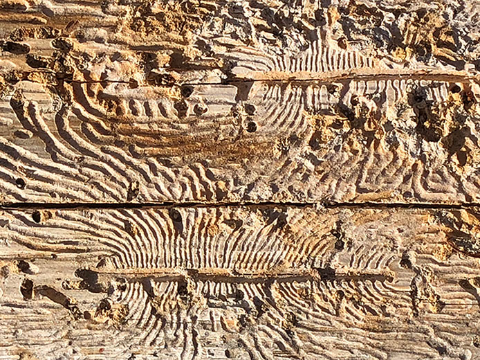 Robert Spellman photograph of worm tracings under tree bark.