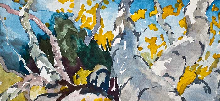 a watercolor painting of an aspen grove, sort of