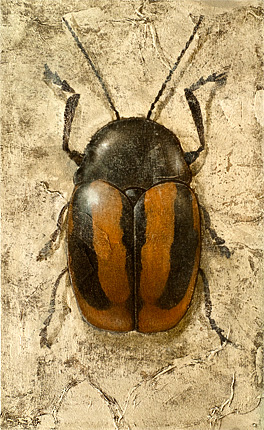a painting of a single orange and black beetle, a cryptocephalus vittatus