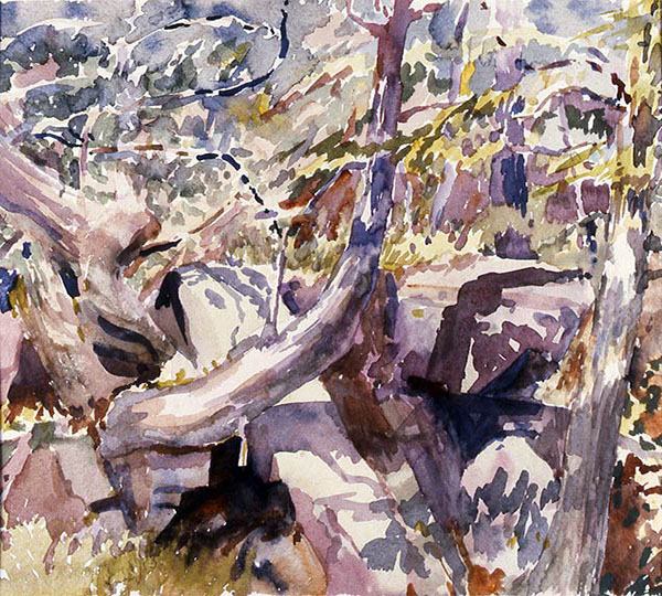 Watercolor painting of sun dappled trees and boulders.