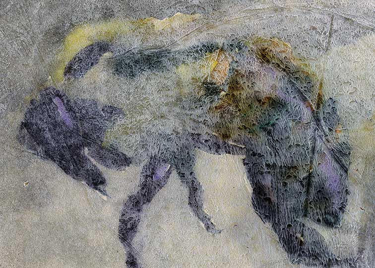 Rough study of a single honey bee. 