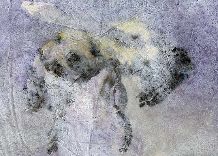Rough study of a single honey bee.