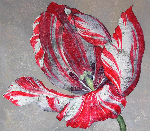 Painting of a single red and white Dutch tulip.