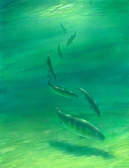 Watercolor illustration of freshwater fish swimming in clear, sunlit water.