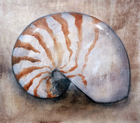 Robert Spellman painting of a nautius shell.