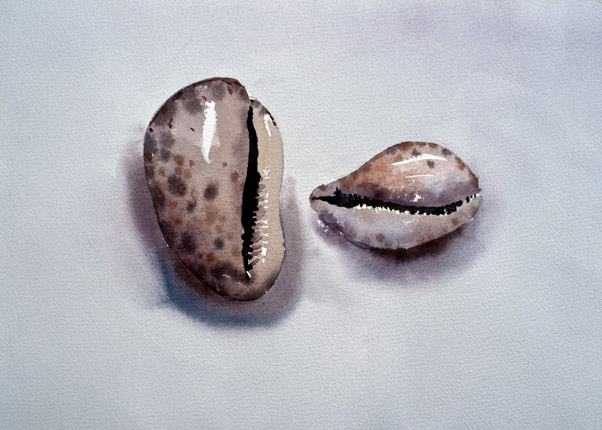 Robert Spellman watercolor of two cowrie shells.