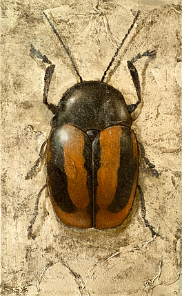 Robert Spellman painting of a single orange and black beetle, a cryptocephalus vittatus.