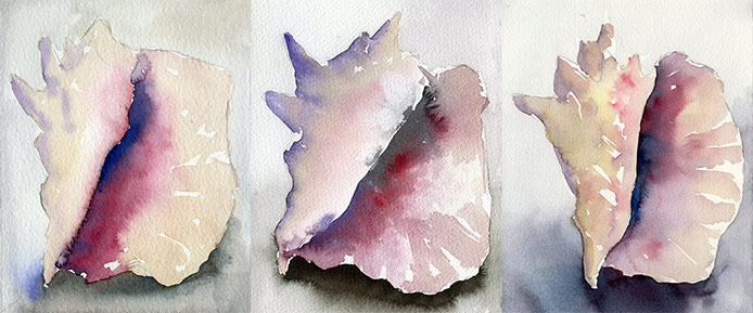 Three watercolor paintings of a conch shell.
