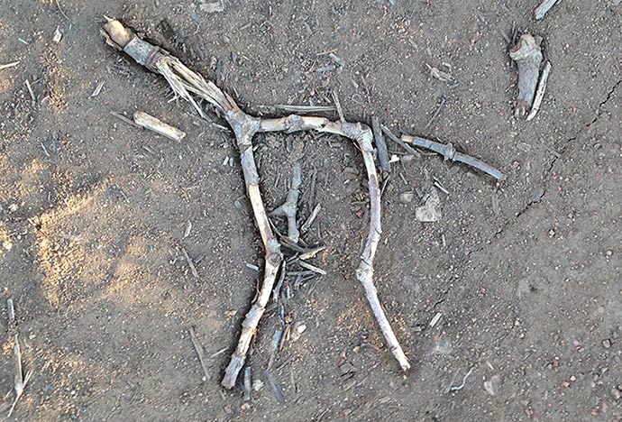 Photo of some crushed sticks on the ground that look like a cave painting of a horse.