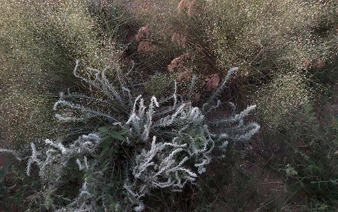 A photograph of a variety of wild plants.