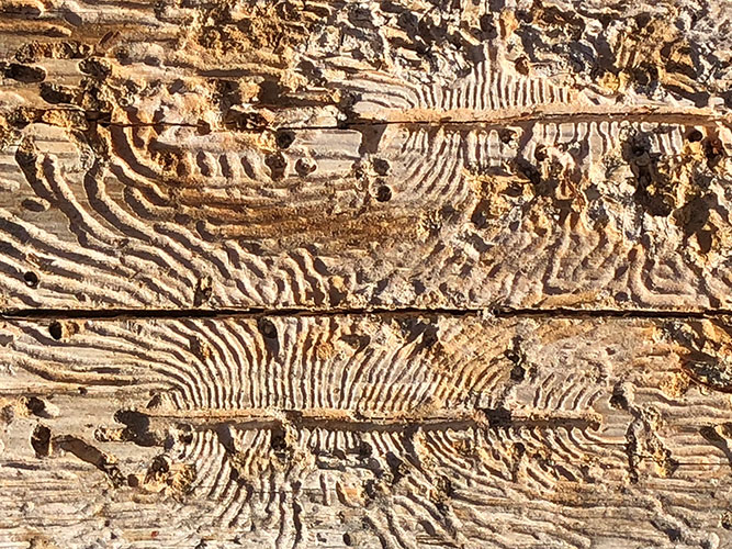 Photograph of worm tracings under tree bark.