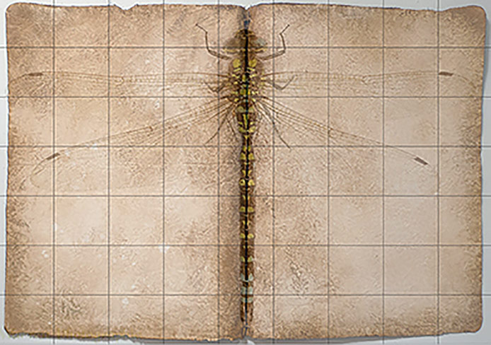 Mockkup of a dragonfly book.